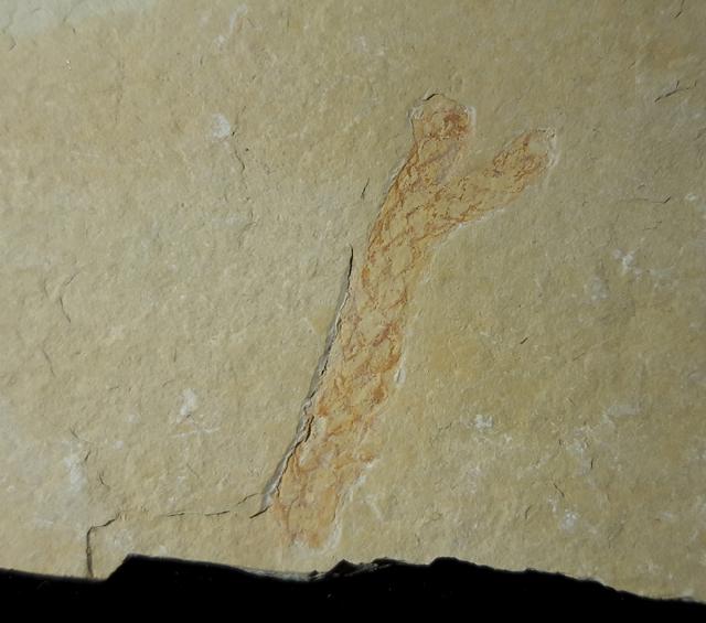 Brachyphyllum cf. nepos SAPORTA - Bild © FossNet FossilienStore